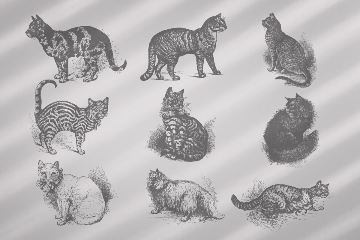 Cats Vector Set, an Illustration by Retro Machine (Photo 2 of 21)
