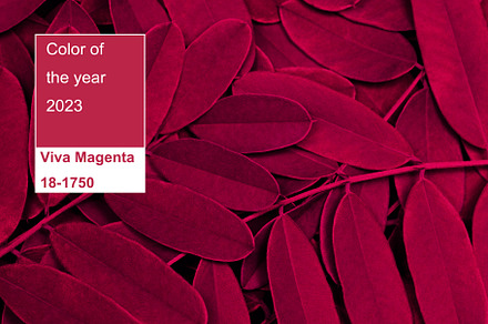 Viva magenta color of the year 2023. Background with dark leaves, fresh flat ba