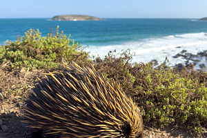 Australian Echidna Walking At The Beach, an Animal Photo by THP Creative