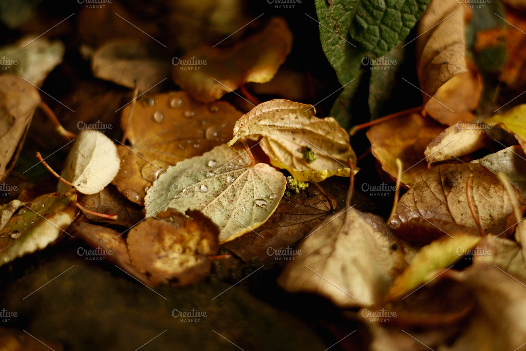 Fallen Autumn Leaves with Raindrops, a Nature Photo by René Jordaan Photography