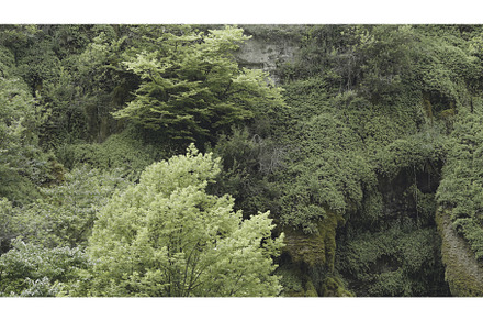 Beautiful rocks with green plants, a Nature Photo by Media Whale Stock