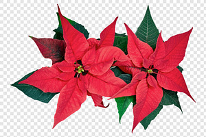 Christmas Poinsettia Transparent