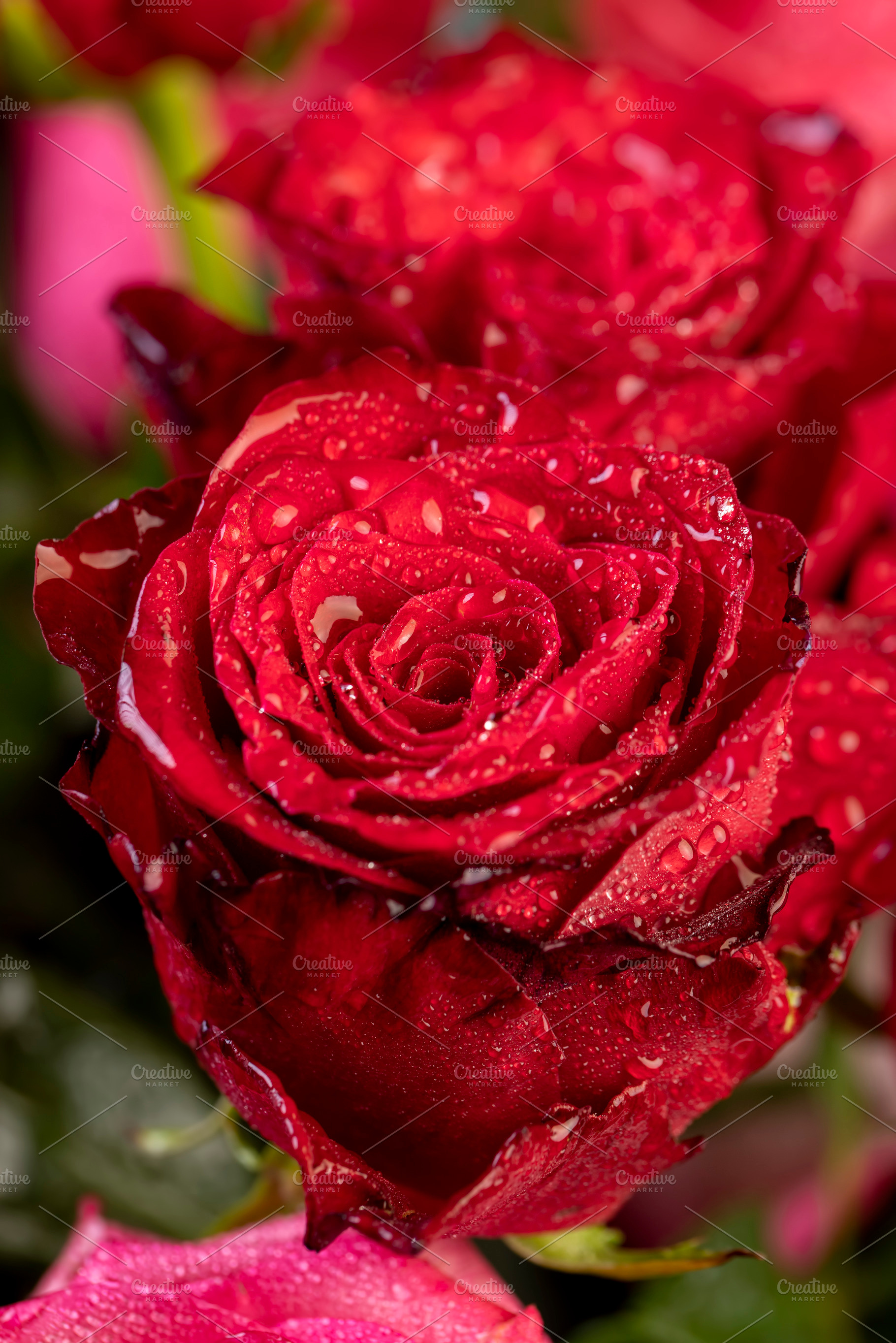 a group of red rose flowers for making bouquets for a gift, a Photo by rsoollAI
