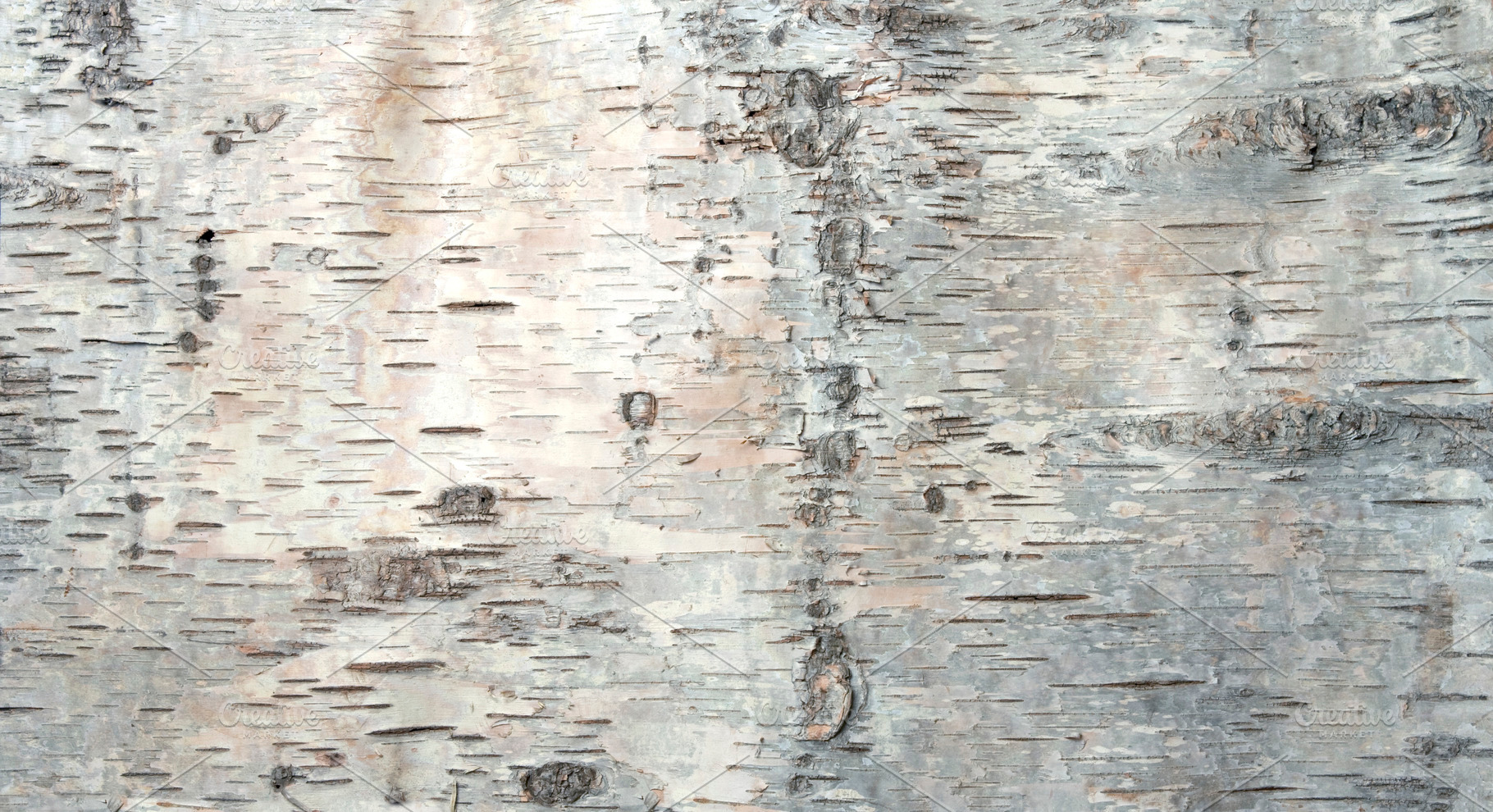 Birchbark texture featuring birch tree, birch bark, and bark, a Nature Photo by Barbara's iCandy