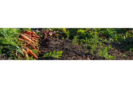 Carrot harvest in the garden, a Food & Drink Photo by yanadjana
