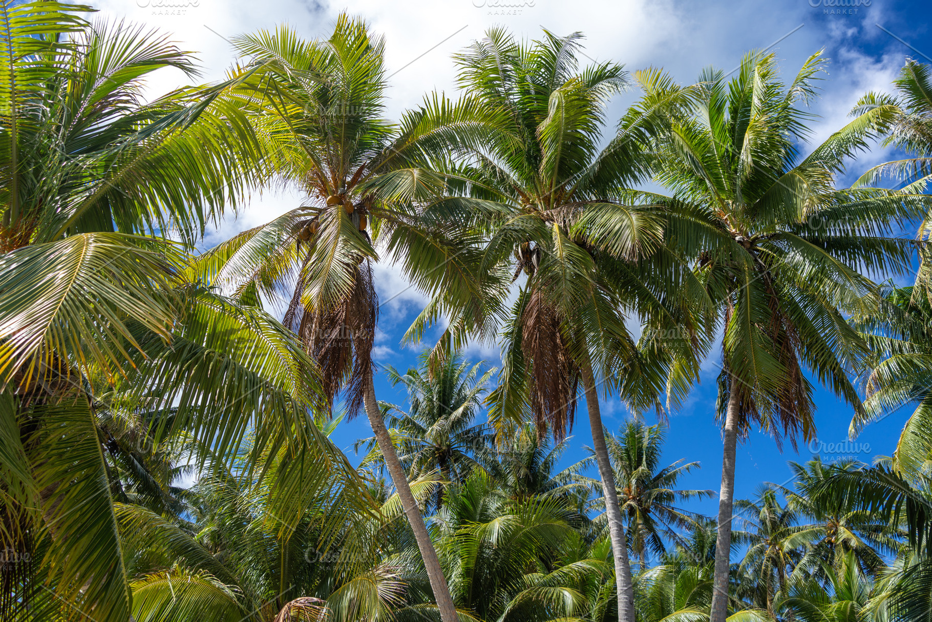 Tall coconut trees on the tropical island of Maupiti, French Pol, a Nature Photo by GoodGoods