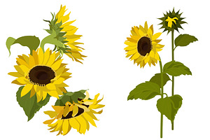 Sunflowers Set Seamless Pattern