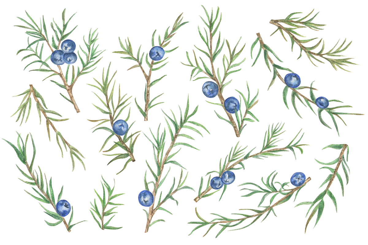 Juniper berries watercolor clipart, a Seasonal Illustration by Irina Avdeeva (Photo 2 of 5)