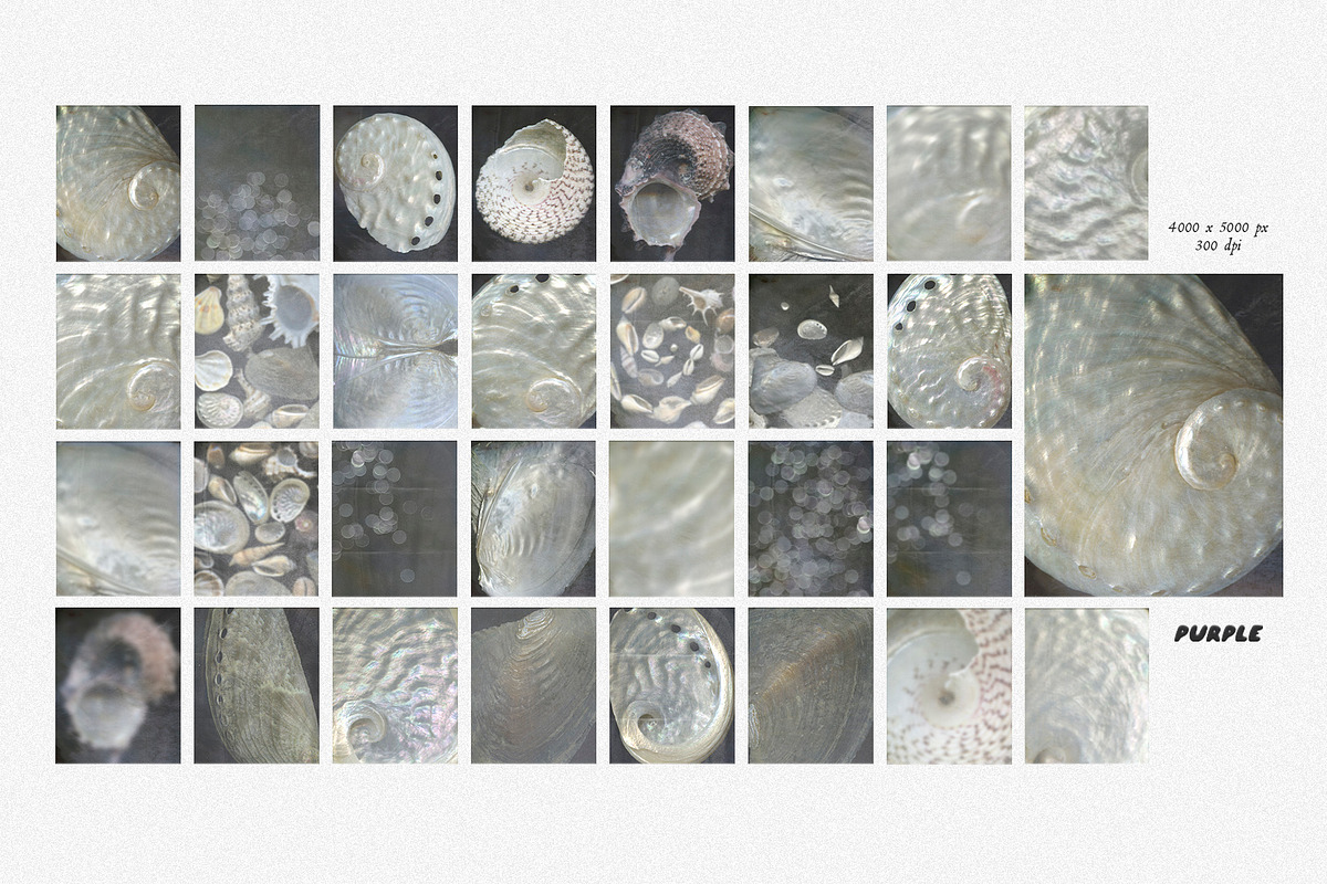 Sea Milk: Sheashell Backgrounds, a Background Graphic by Purple (Photo 6 of 10)