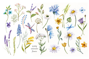 Summer Meadow. Wild Flowers Clipart