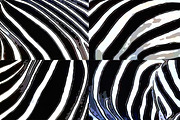 Zebra Digital Paper - Volume 1, a Pattern Graphic by PixieSparks (Thumbnail 3 of 3)