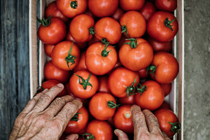 Greenhouse food farming featuring greenhouse, man, and old