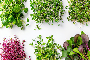 Different fresh microgreens on white background, a Food & Drink Photo by AlyaAnd