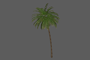 Palm_Tree_2, an Environmental 3D Model by 2dawngames (Thumbnail 2 of 2)