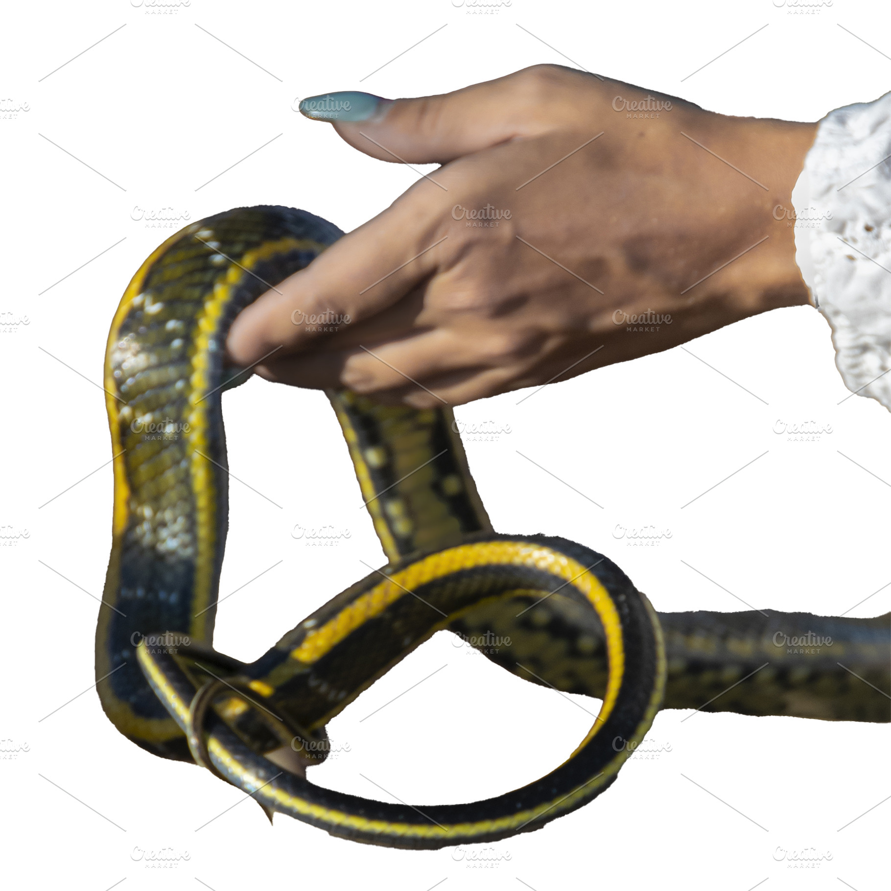Isolated woman hands holding a snake, an Animal Photo by DanFLCreativo