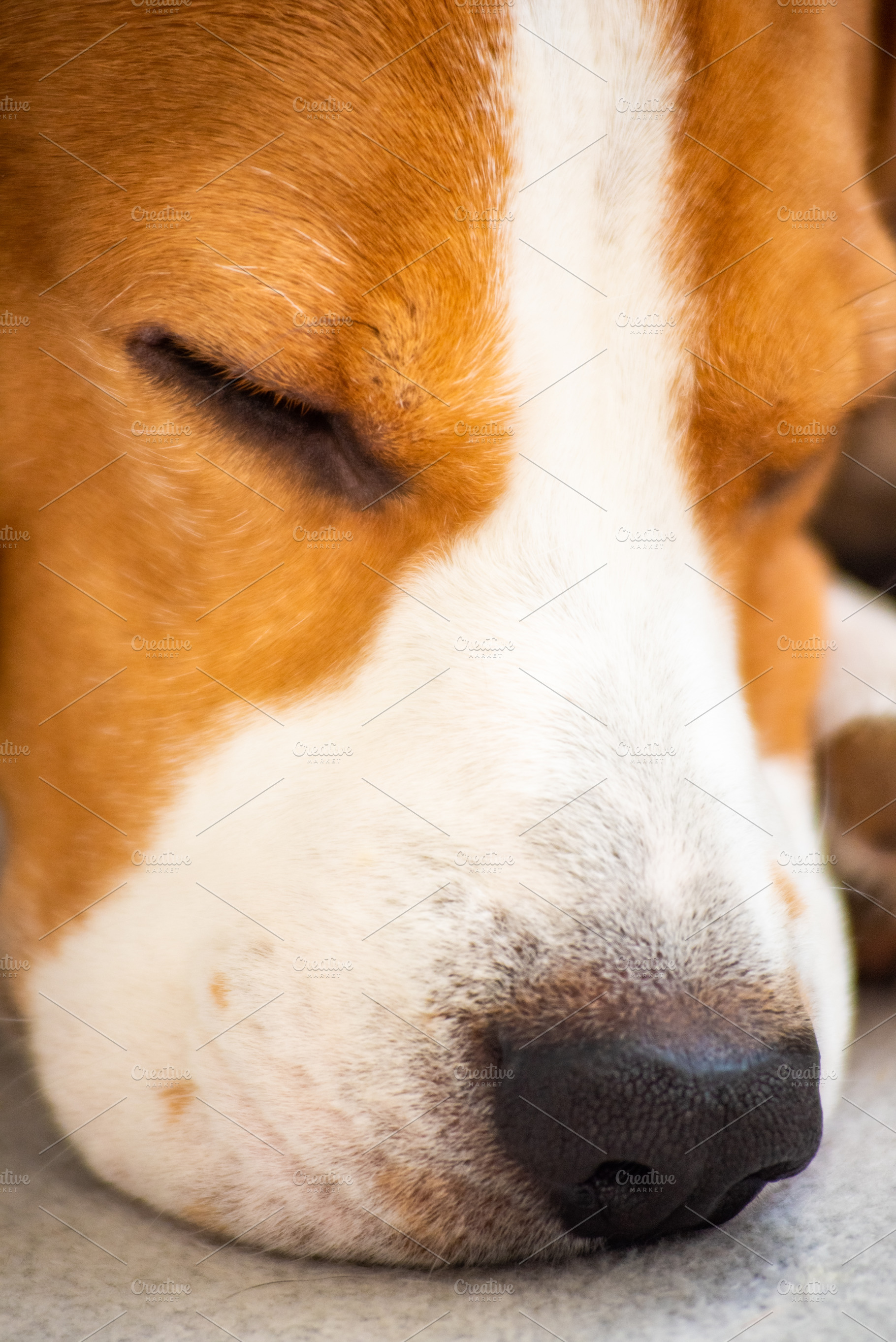Dog tired lying on sofa in living ro, an Animal Photo by MadPhotos