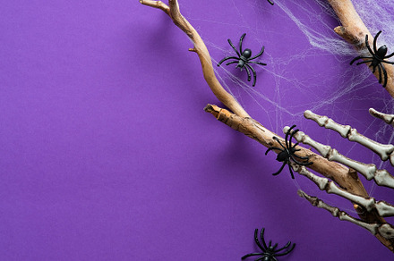 Halloween decorations, spiders, a Holiday Photo by photoguns
