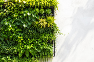Vertical garden lush with various gr, a Photo by Dvoevnore photos