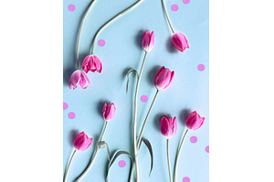 Pink tulips arranged on a pastel, a Photo by tilialucida