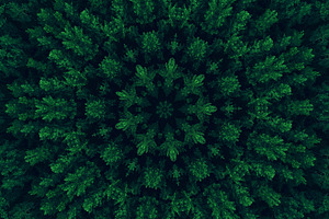 Green mandala foliage kaleidoscope leaves texture, an Abstract Photo by Photo Drive Studio