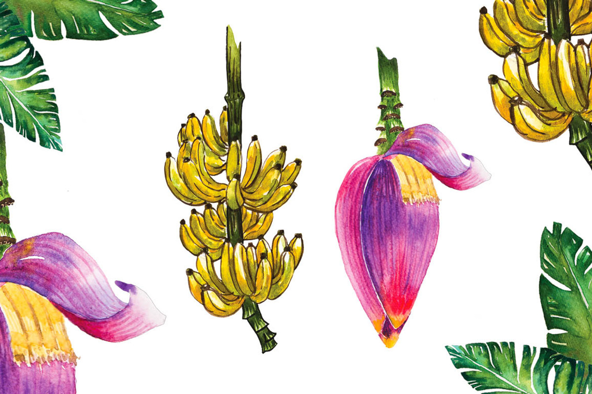 Banana Leaves Watercolor, a Decorative Illustration by Planolla (Photo 4 of 4)