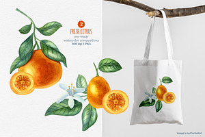 Fresh Citrus Watercolor Clipart.