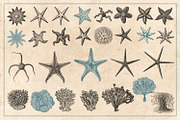 154 Vintage Sea Illustrations, an Animal Illustration by Brigantine Designs (Thumbnail 9 of 10)