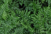 FERN FLOOR, a Nature Photo by KABSPHOTOGRAPHY (Thumbnail 1 of 2)