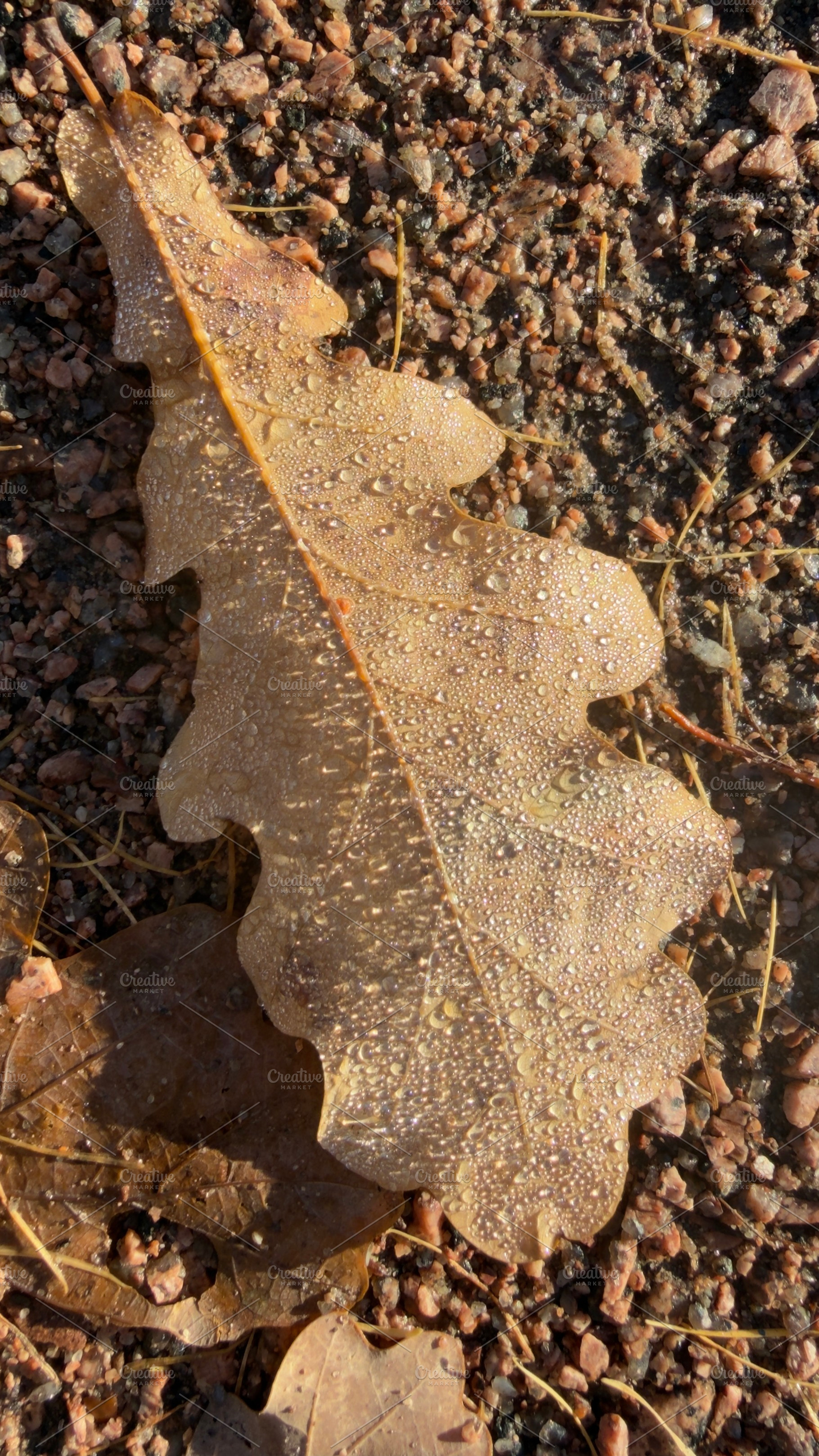A close-up of a wet leaf on a gravel surface, showcasing droplets of water on i, a Nature Photo by Textures & Backgrounds
