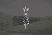 PNG + JPEG 6 Hand Drawn Wildflowers, an Illustration by Bilbie Artwork (Thumbnail 4 of 7)