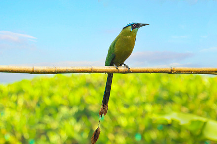 motmot bird on a stick in nature, an Animal Photo by worlditravelilove