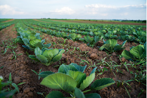 Close perspective of young cabbage, an Industrial Photo by volodymyrshtun13795