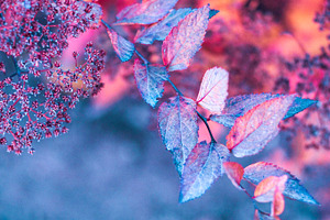Colorful Spring Leaves Stock Photo 