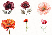 Watercolor Poppy Flower Clipart, an Illustration by OK Design (Thumbnail 3 of 5)