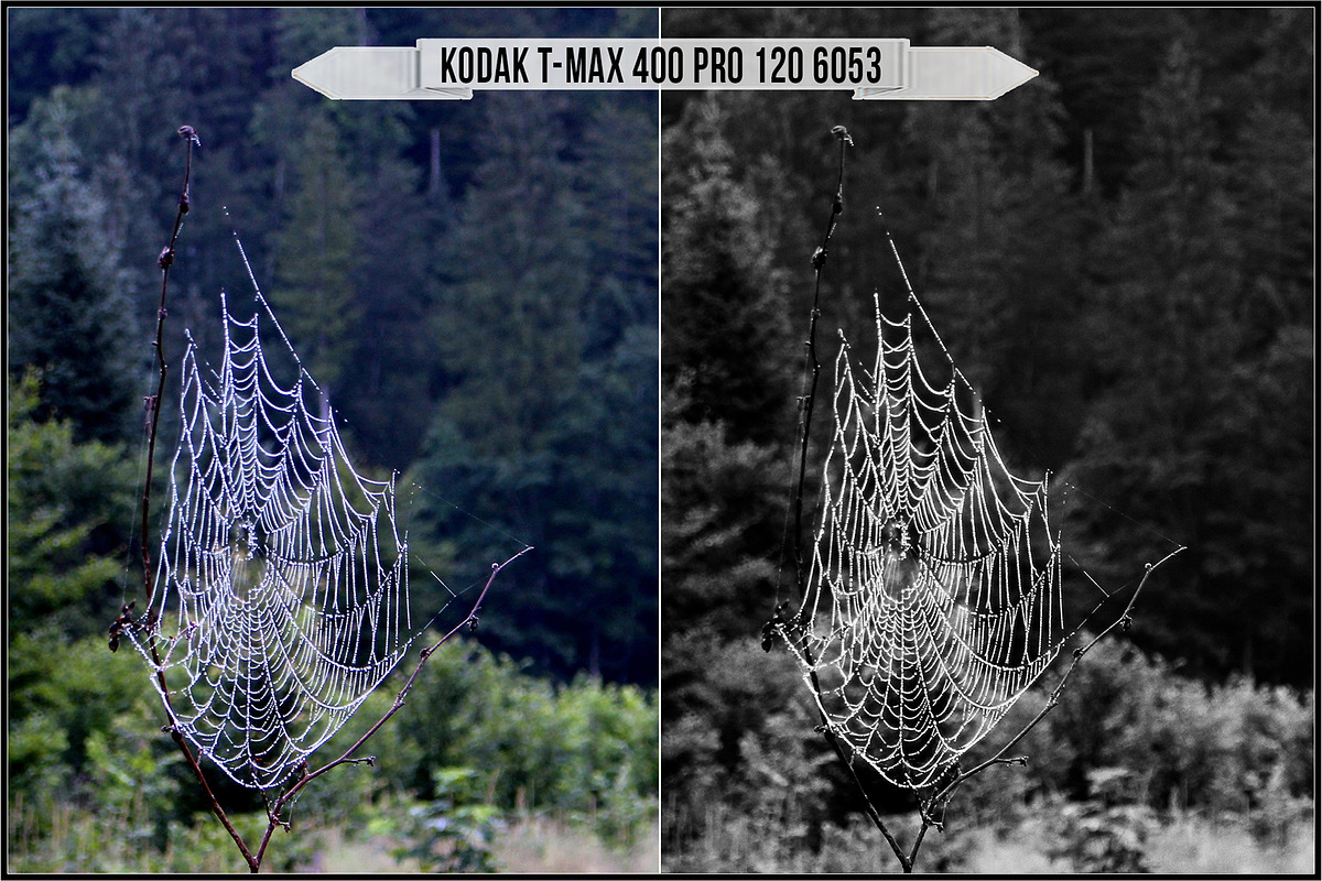 Eastman Kodak Black White Films LUTs, a Plug-in Add-On by Raztrend (Photo 30 of 30)