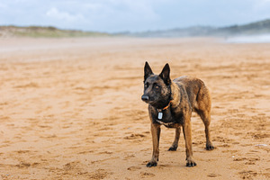 Belgian Malinois alert on the beach, an Animal Photo by Perpis