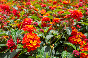 Bright lantana flowers in vibrant red and orange amidst lush gre, a Nature Photo by GoodGoods