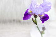 Purple Iris Styled Stock Collection, a Photo by Chalking Up Stock (Thumbnail 16 of 19)