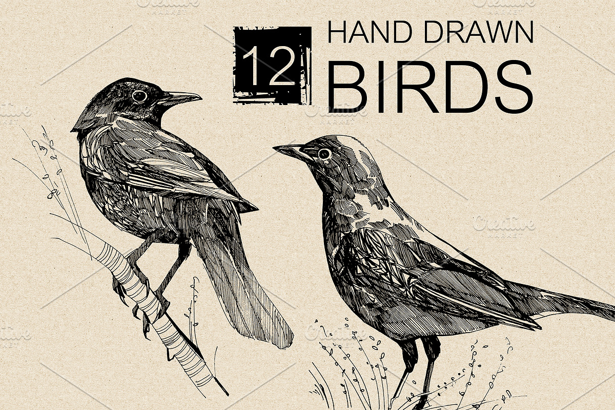 12 Hand drawn birds, an Animal Illustration by Daria Maier (Photo 2 of 5)