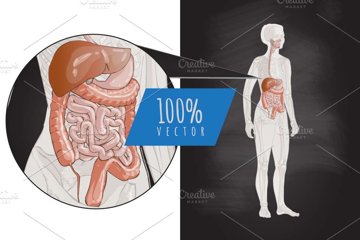 Systems Human Body Anatomy Female, a Healthcare Illustration by Alltruecolours (Photo 2 of 2)