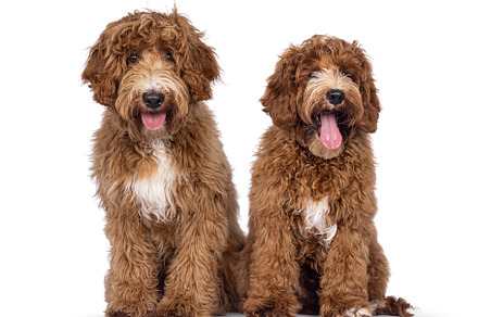 Two Cobberdogs on white background, an Animal Photo by Cat'chy Images by Nynke
