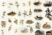 300+ The Birds of Australia, an Animal Illustration by Digital Museum (Thumbnail 13 of 15)