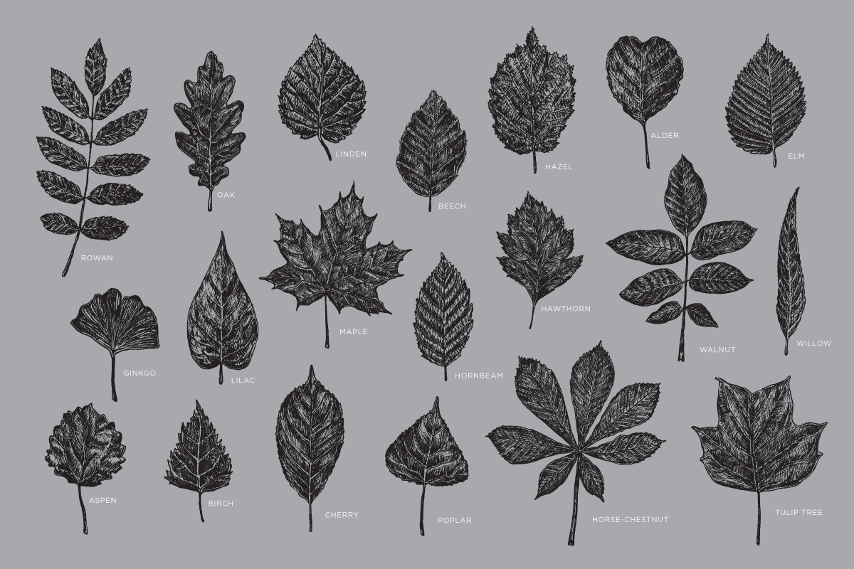 20 Leaves Illustrations, an Illustration by Dopestype (Photo 2 of 5)