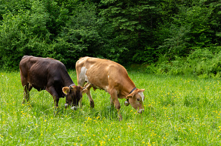 Cows on a green field summer time stock photo containing cow and field