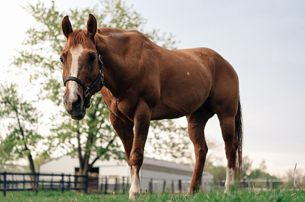 Horse Grazing In Farm Pasture, an Animal Photo by leviarnold.co