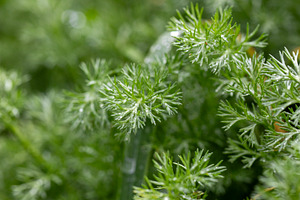 Green macro shot of lush vegetation with fine details, a Nature Photo by OSORIOartist