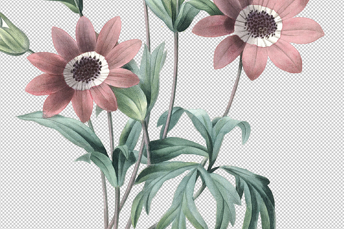 Botanical Illustrations - Garden, an Illustration by BlackBird Foundry (Photo 4 of 4)