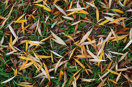 Fallen willow leaves in autumn