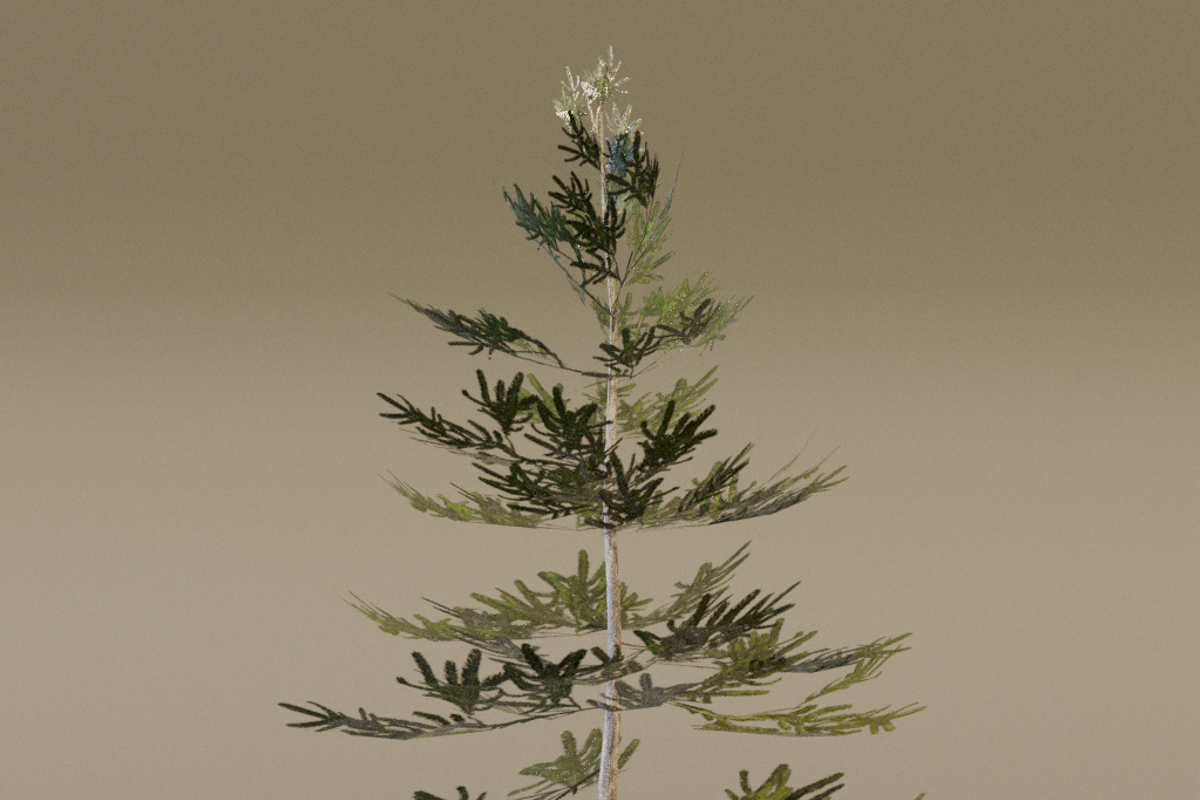 The Norway Spruce Tree, a Plants & Tree 3D Model by FuturePastCreatives (Photo 6 of 7)
