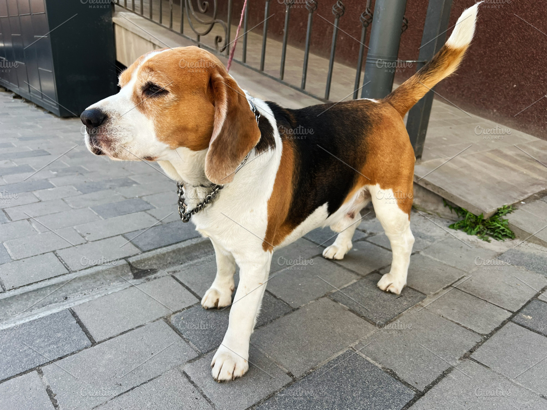 Beagle dog standing outside on a sidewalk in a tranquil setting, a Photo by AS photostudio